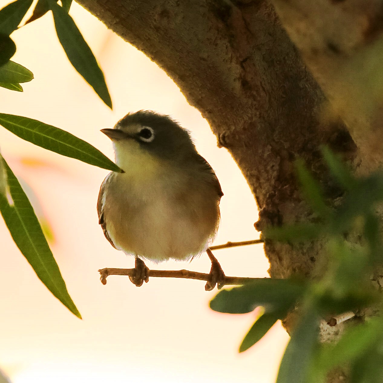 Orange River White-Eye (Zosterops pallidus)
