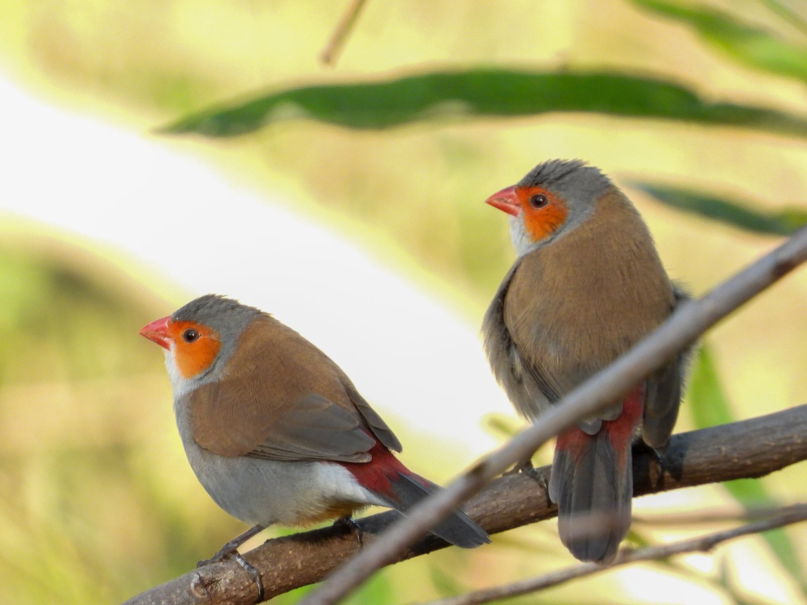 Orange-Cheeked Waxbill (Estrilda melpoda)