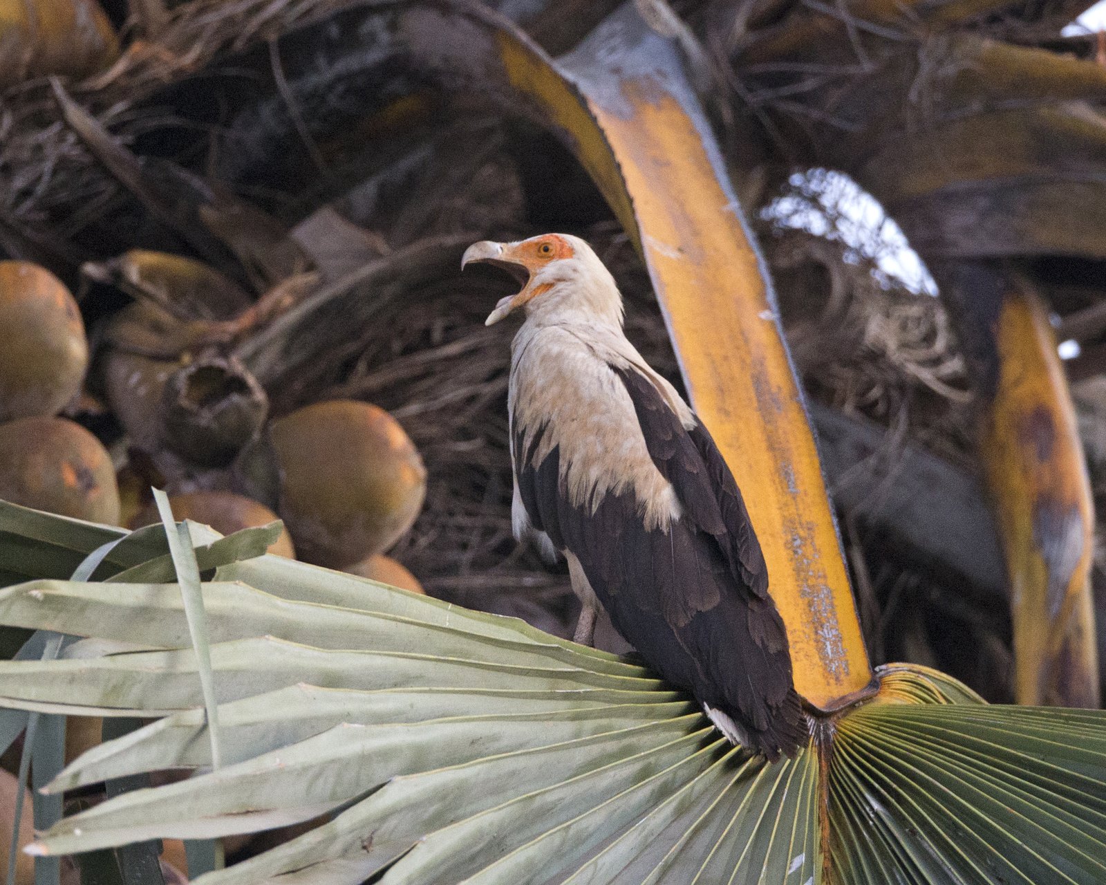 Palm-Nut Vulture (Gypohierax angolensis)