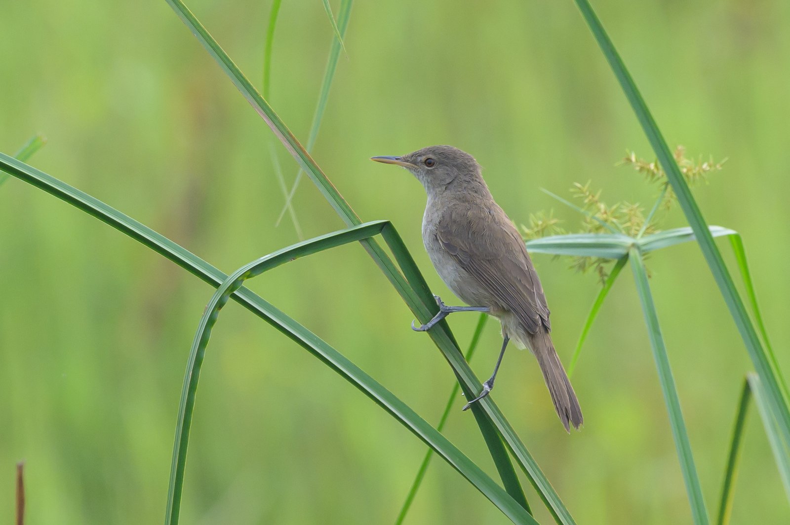 Greater Swamp Warbler (Acrocephalus rufescens)