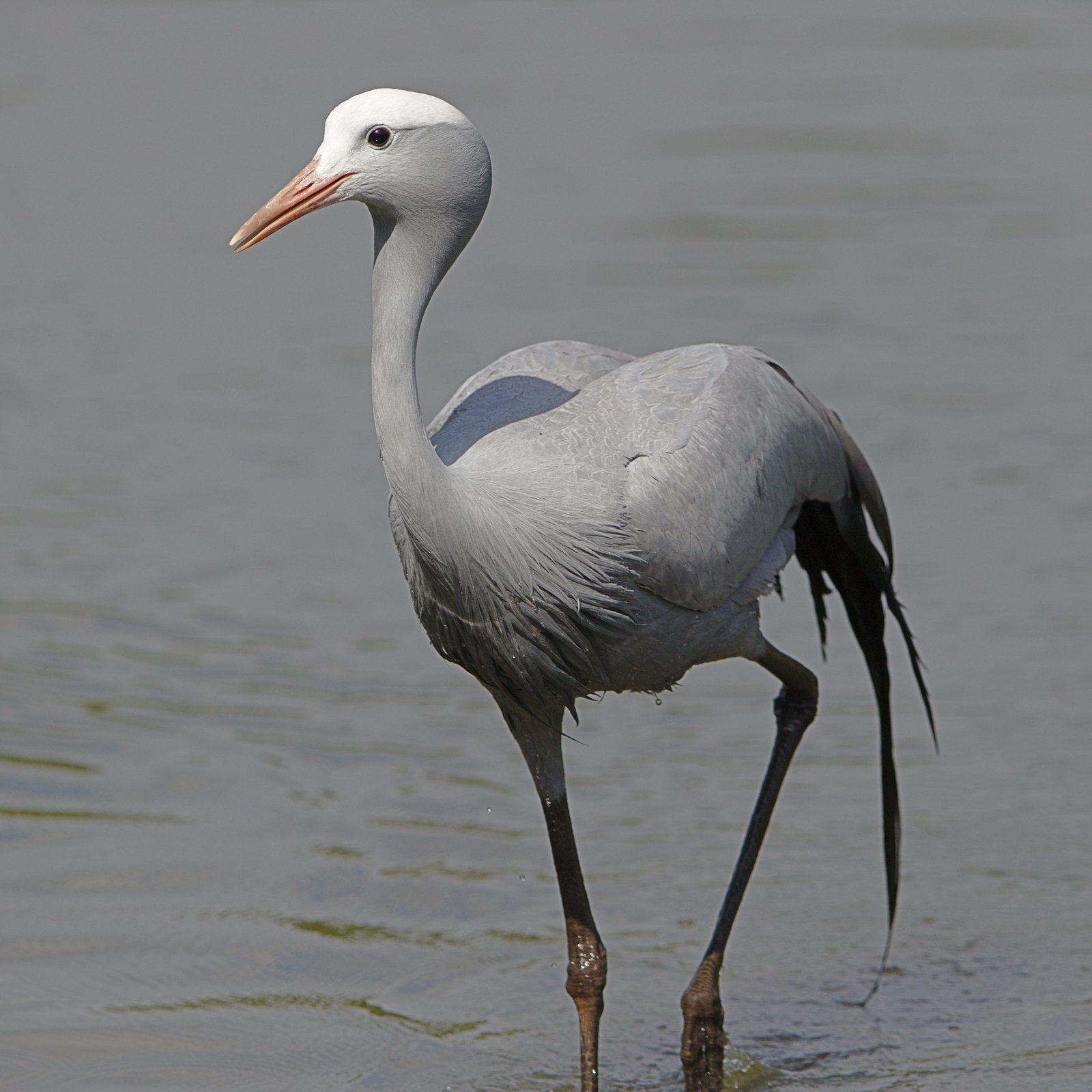Blue Crane (Grus paradisea)