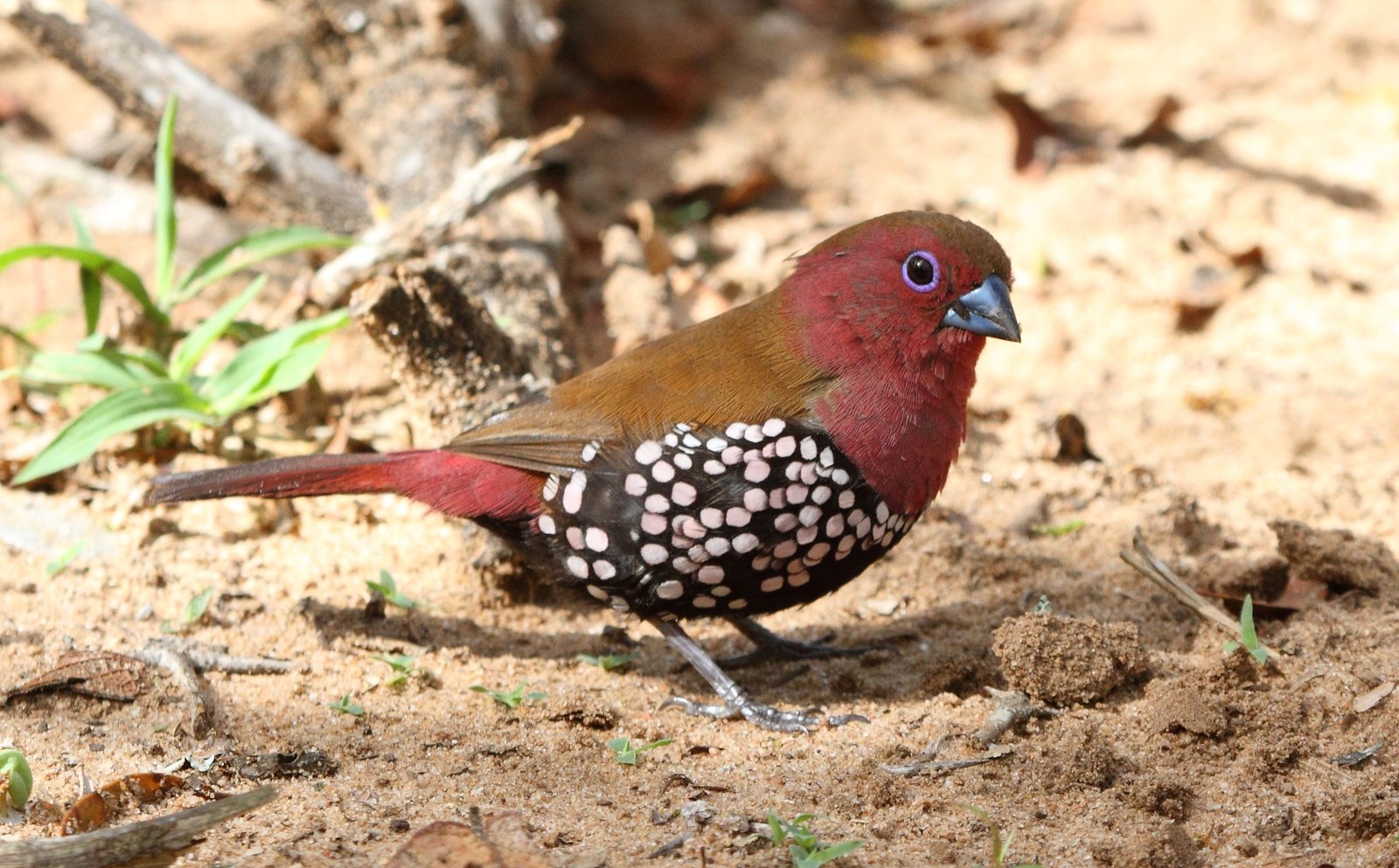 Pink-Throated Twinspot (Hypargos margaritatus)