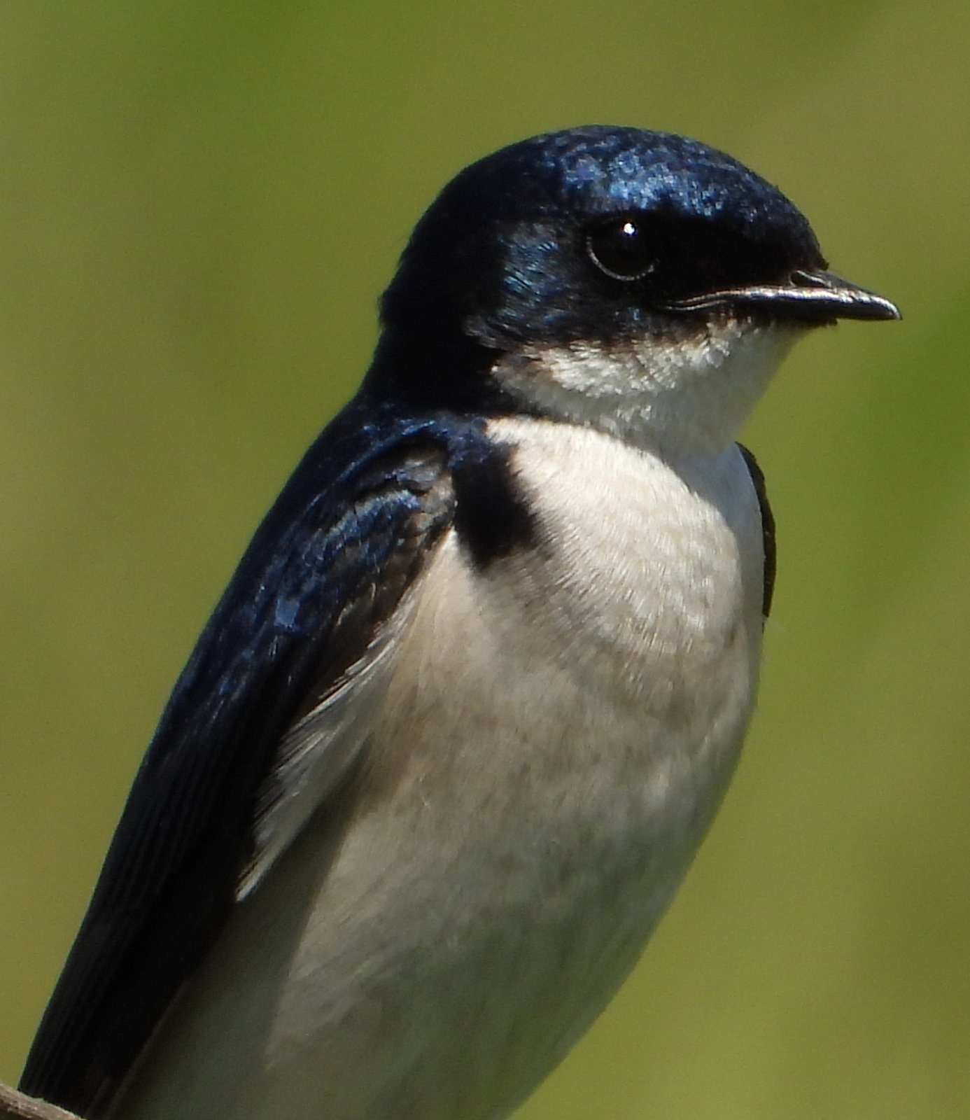 Pearl-Breasted Swallow (Hirundo dimidiata)