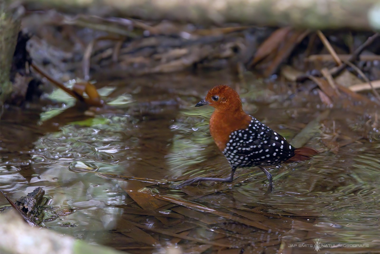 White-Spotted Flufftail (Sarothrura pulchra)