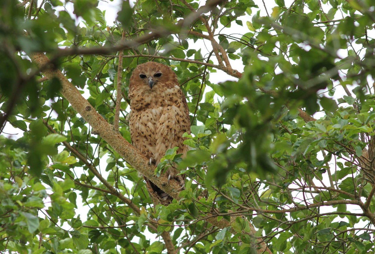 Pel's Fishing Owl (Scotopelia peli)