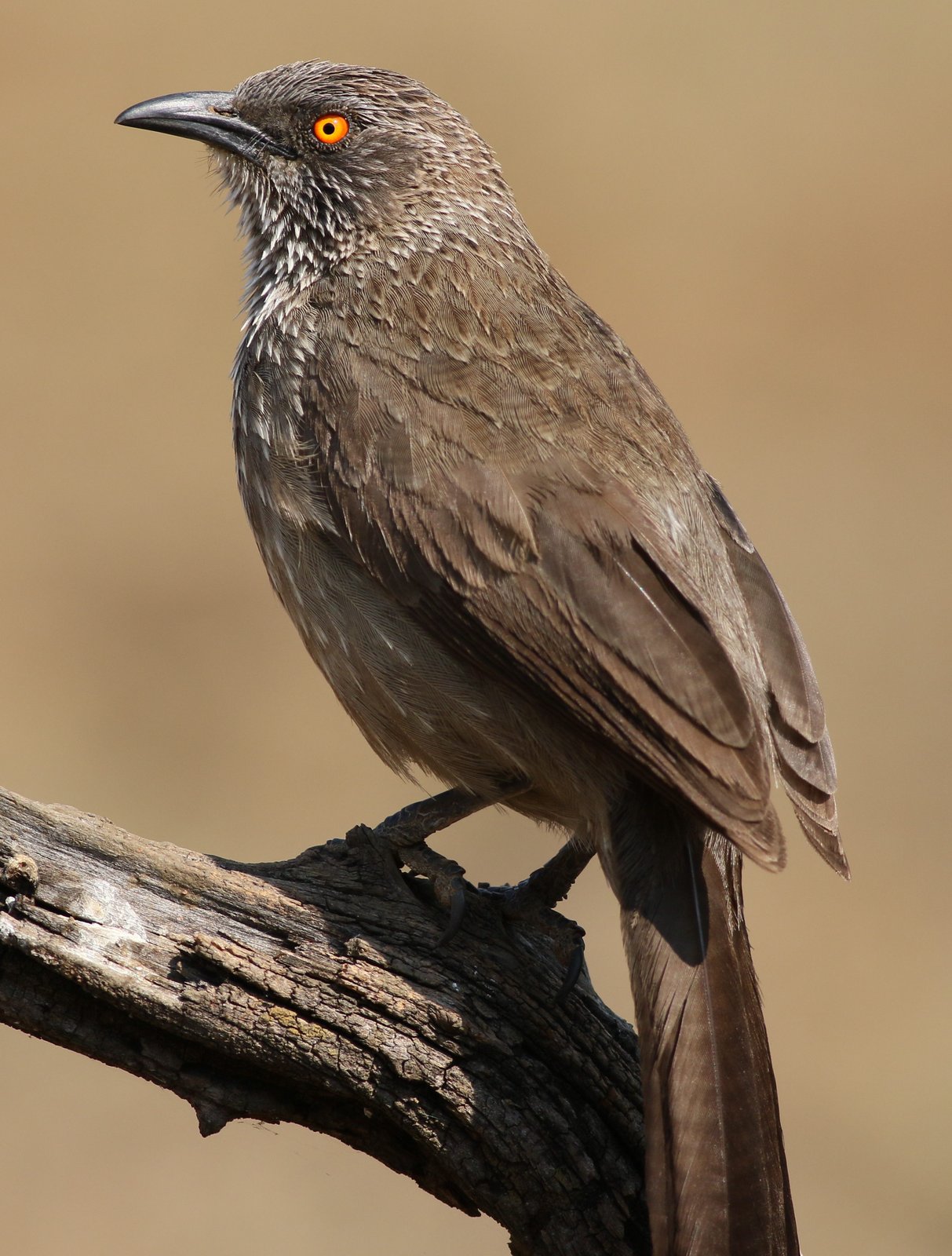 Arrow-Marked Babbler (Turdoides jardineii)