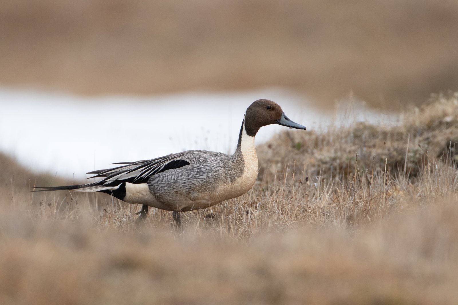 Northern Pintail (Anas acuta)