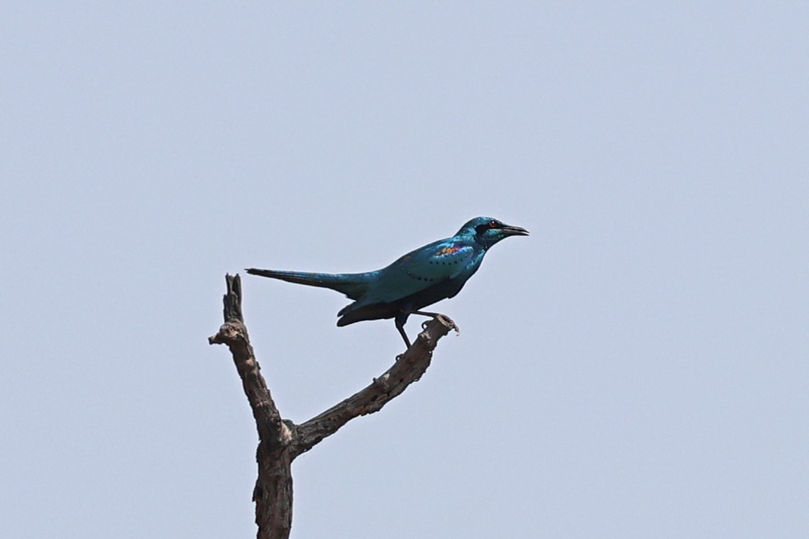 Sharp-Tailed Starling (Lamprotornis acuticaudus)