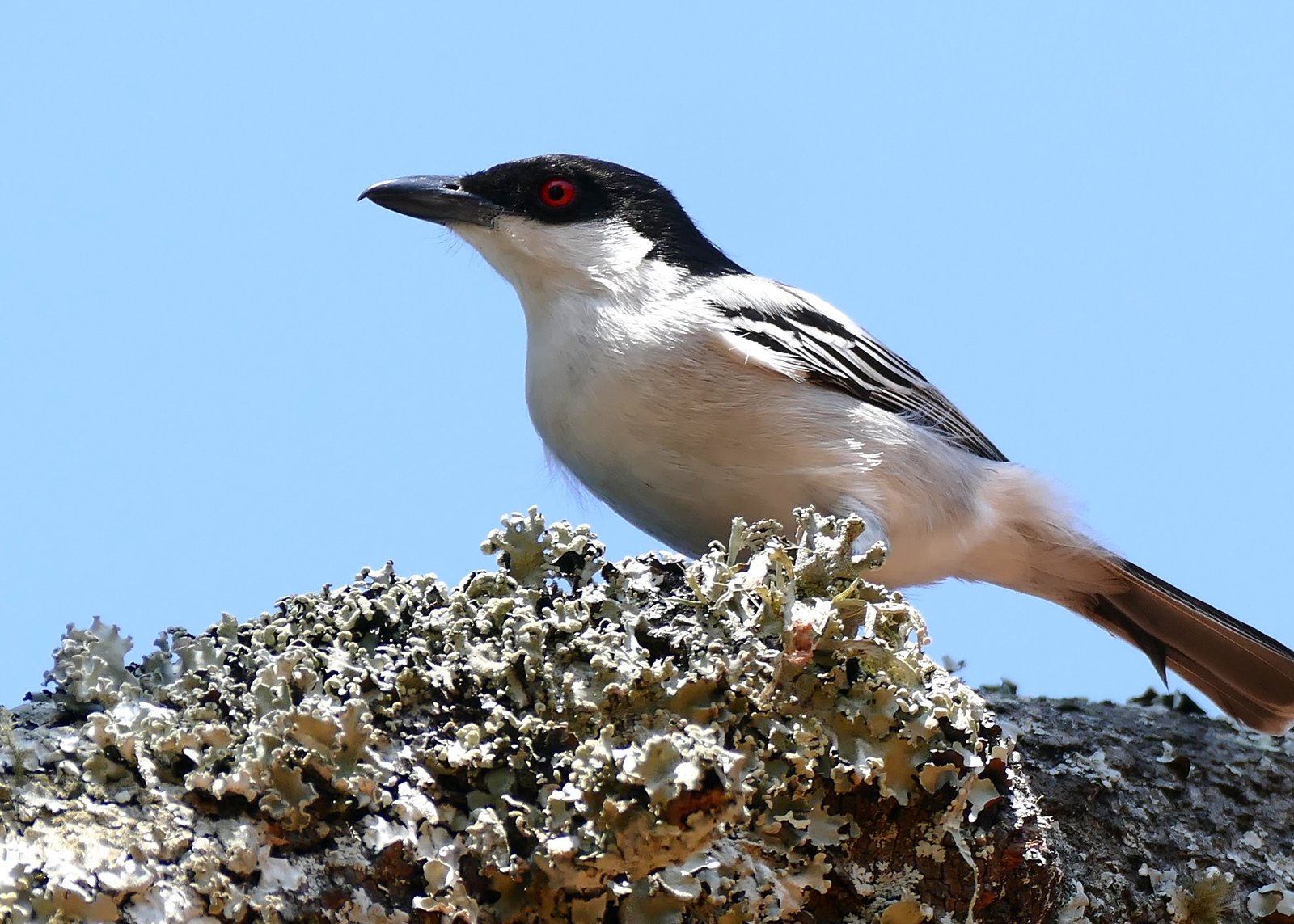 Black-Backed Puffback (Dryoscopus cubla)