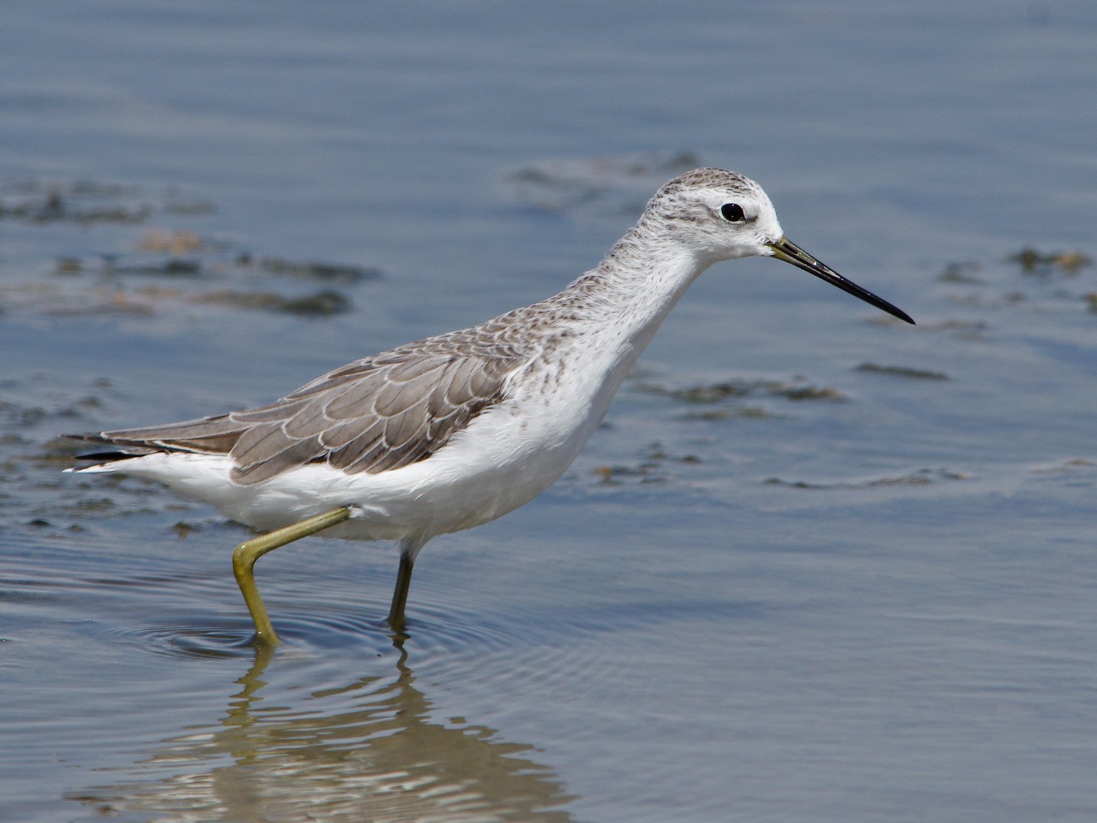 Marsh Sandpiper (Tringa stagnatilis)