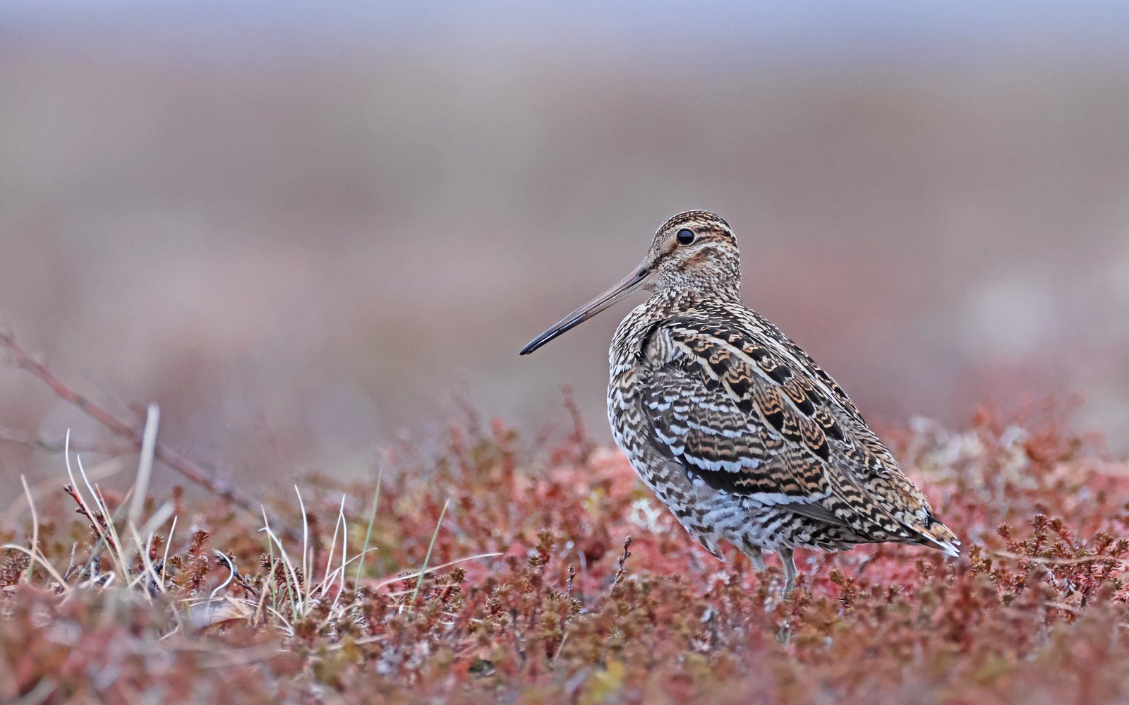 Great Snipe (Gallinago media)