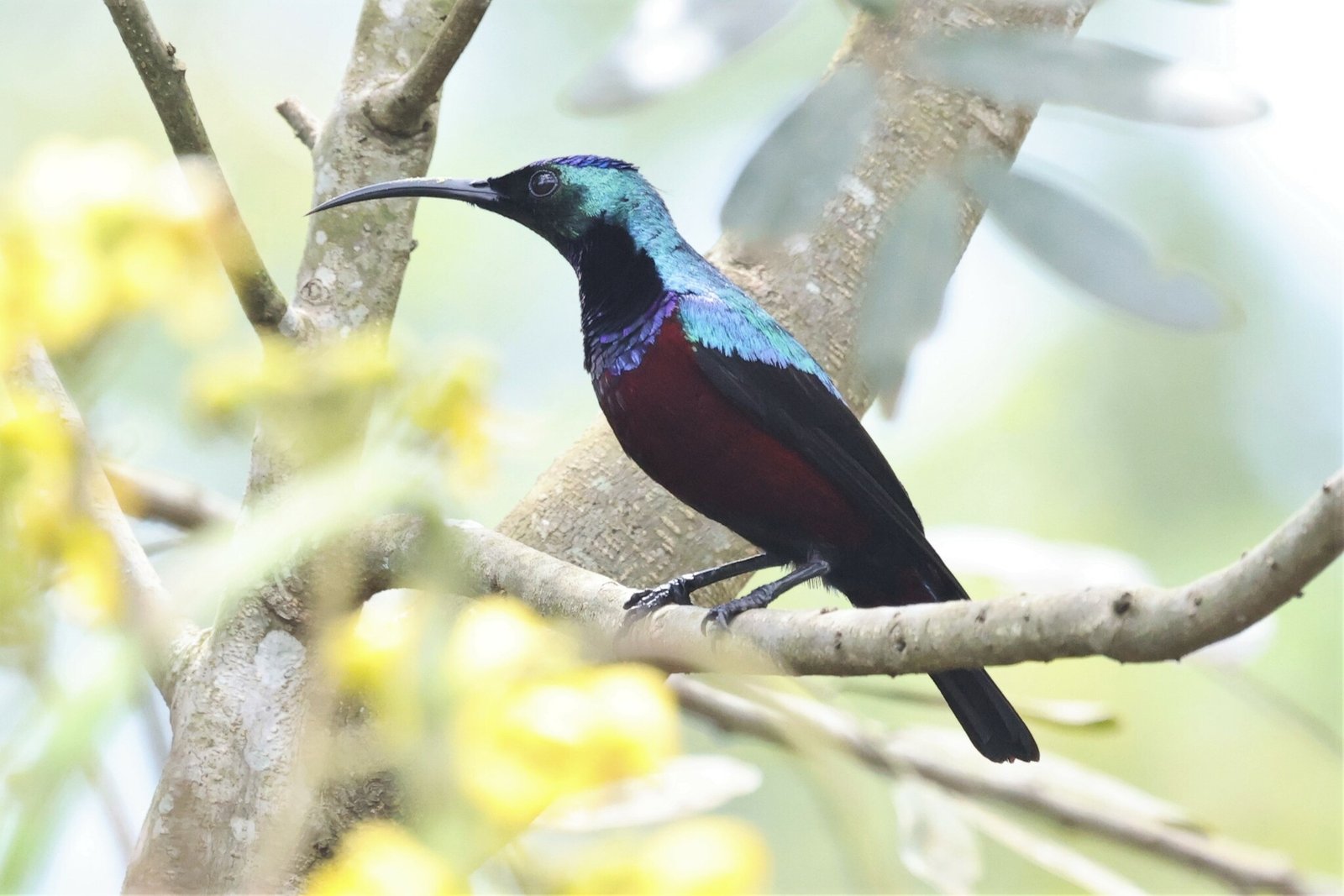 Superb Sunbird (Cinnyris superbus)