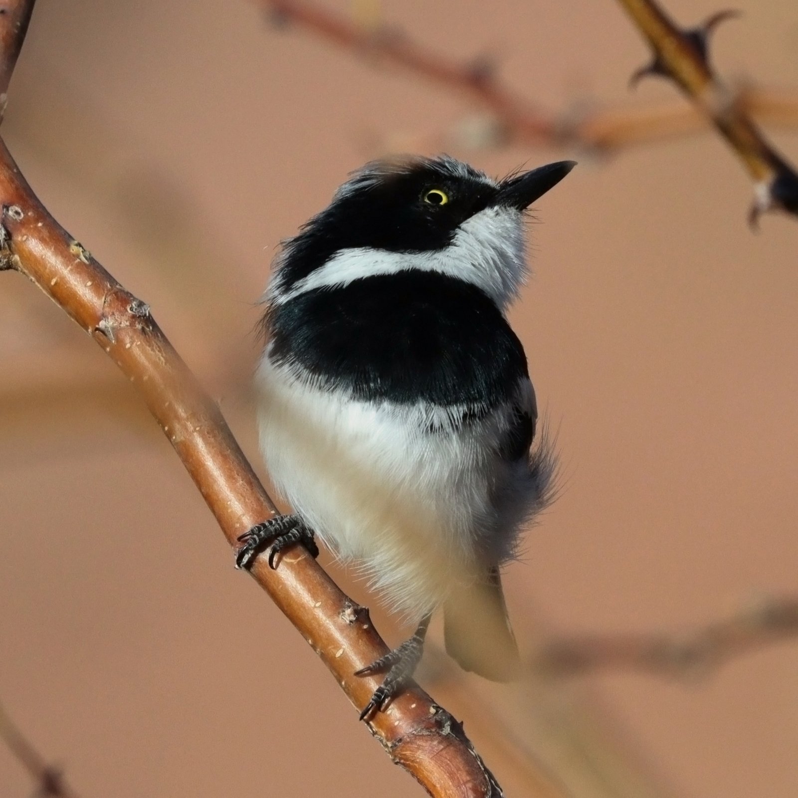 Pririt Batis (Batis pririt)