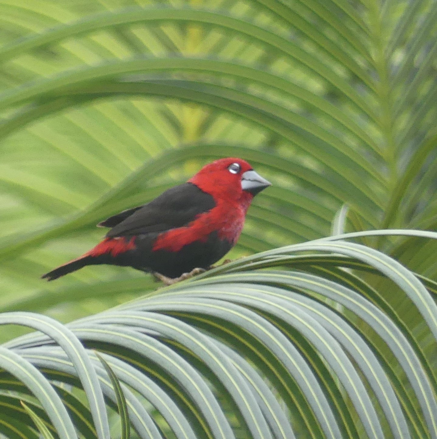 Black-Bellied Seedcracker (Pyrenestes ostrinus)