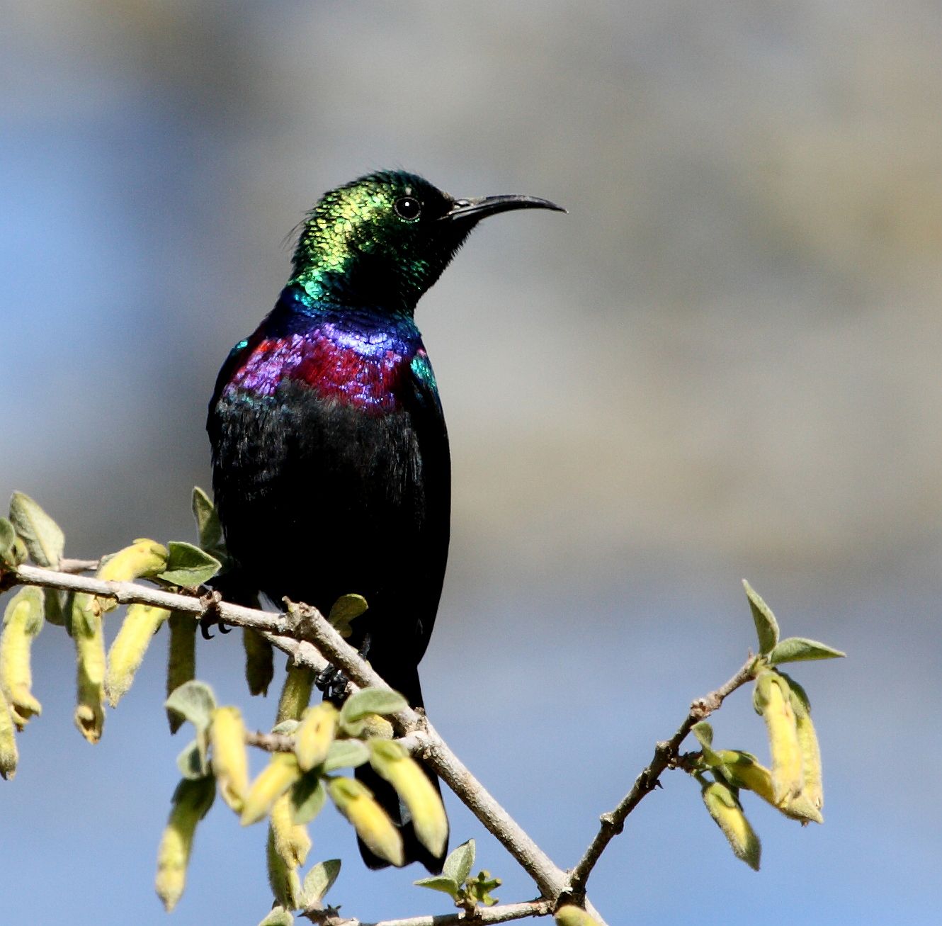 Purple-Banded Sunbird (Cinnyris bifasciatus)