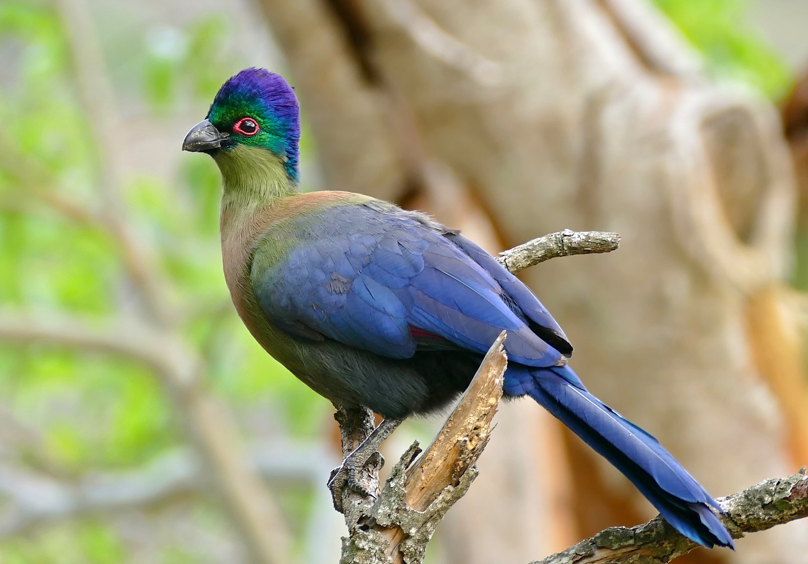Purple-Crested Turaco (Gallirex porphyreolophus)
