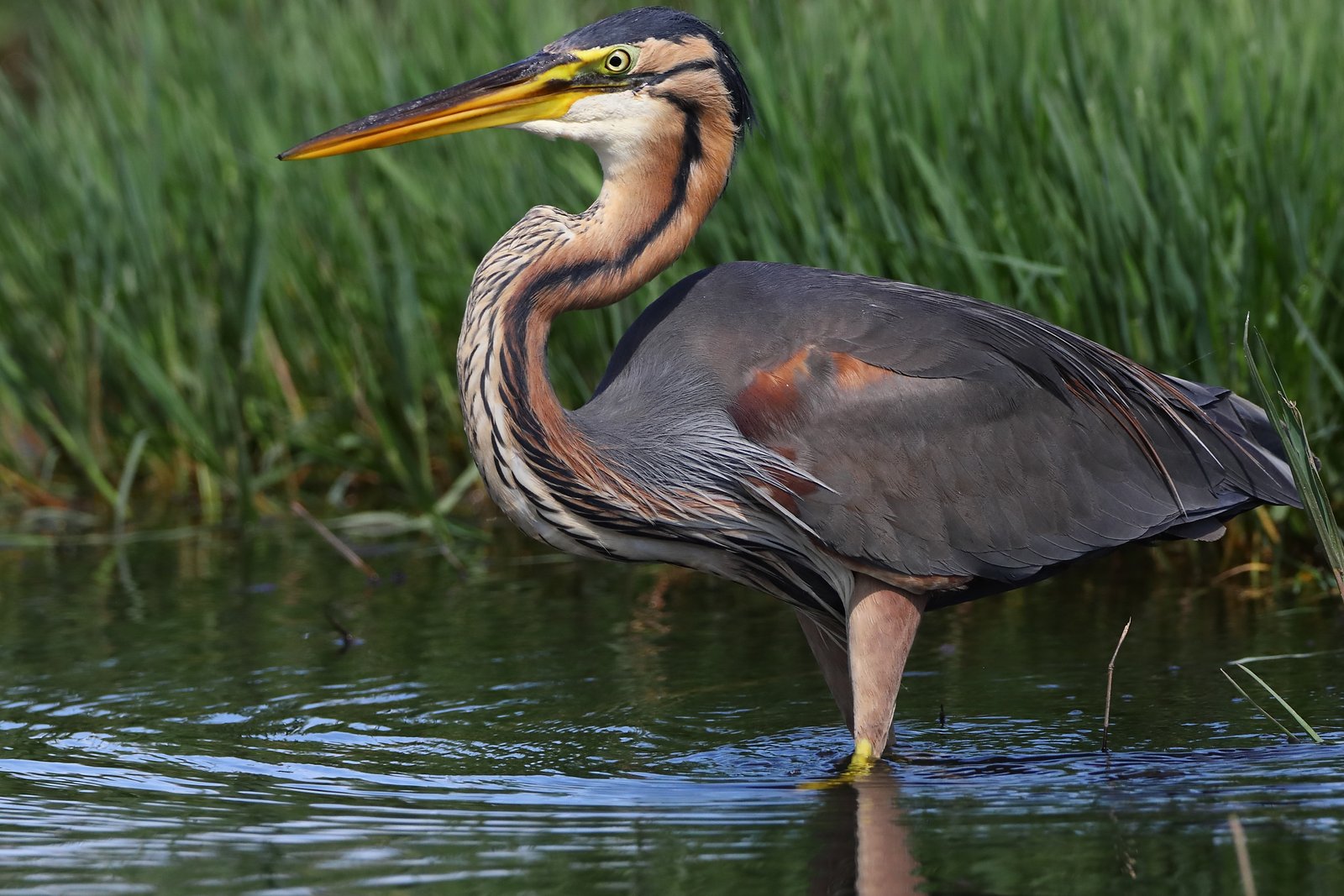 Purple Heron (Ardea purpurea)