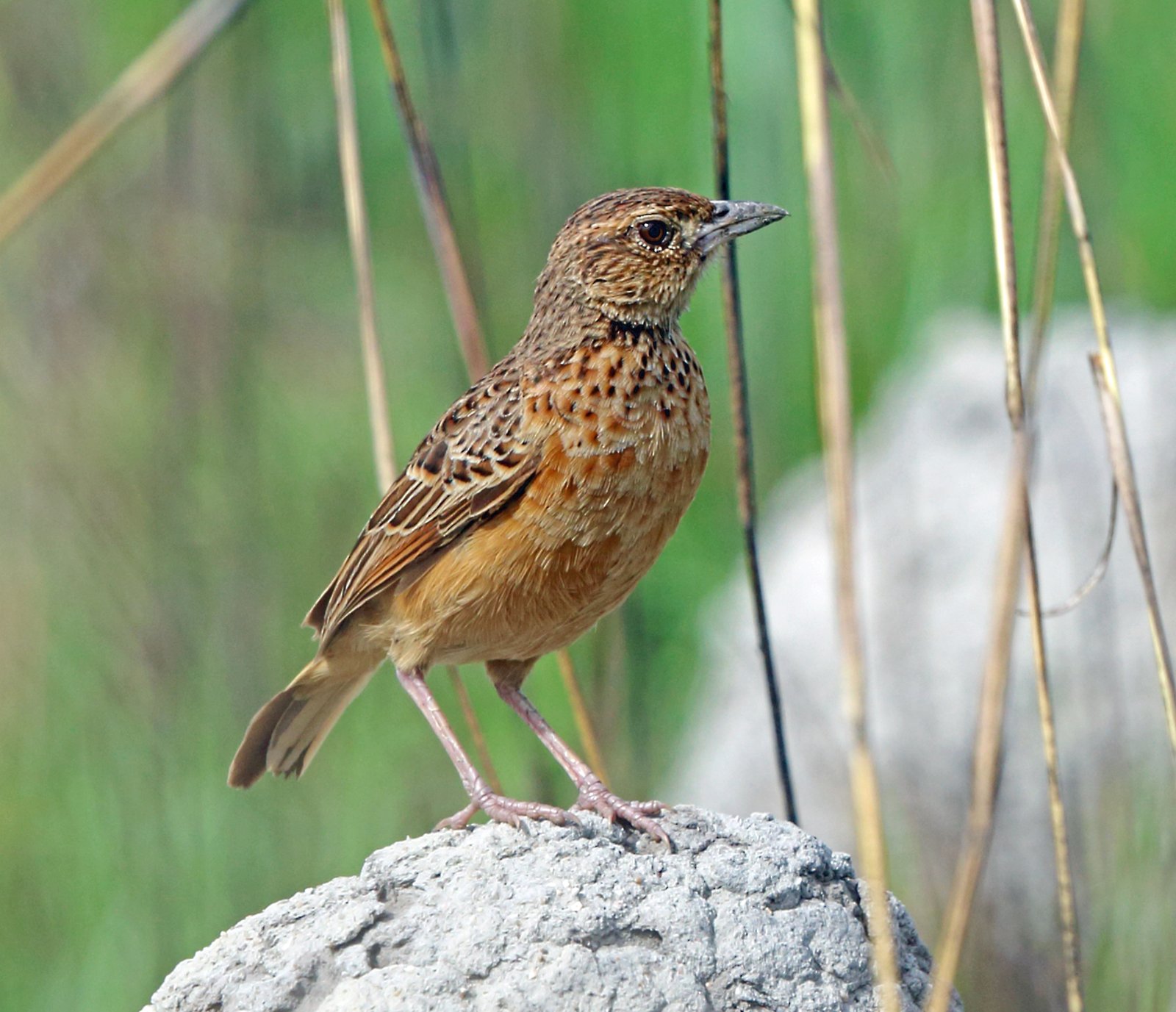 Flappet Lark (Amirafra rufocinnamomea)