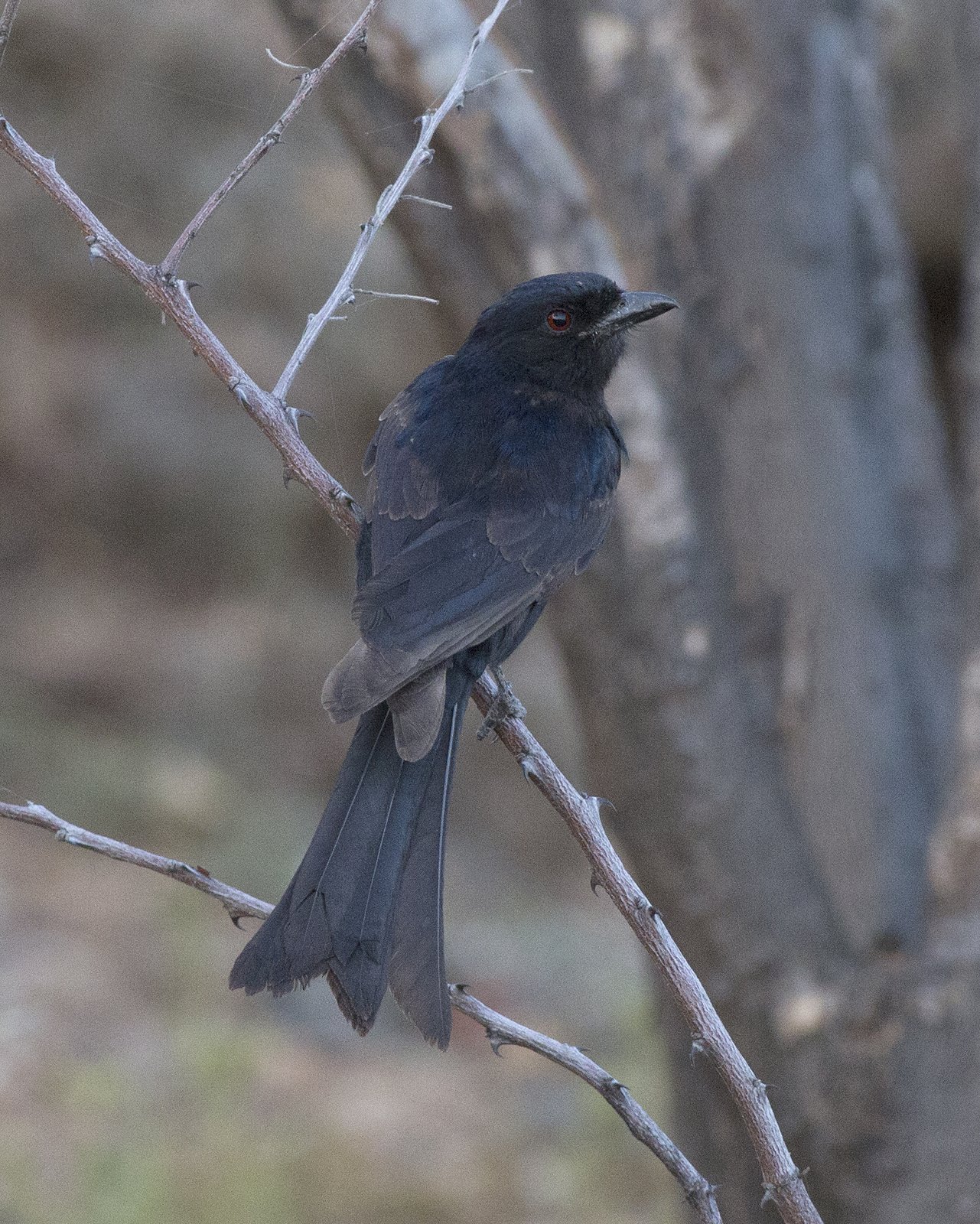 Square-Tailed Drongo (Dicrurus ludwigii)