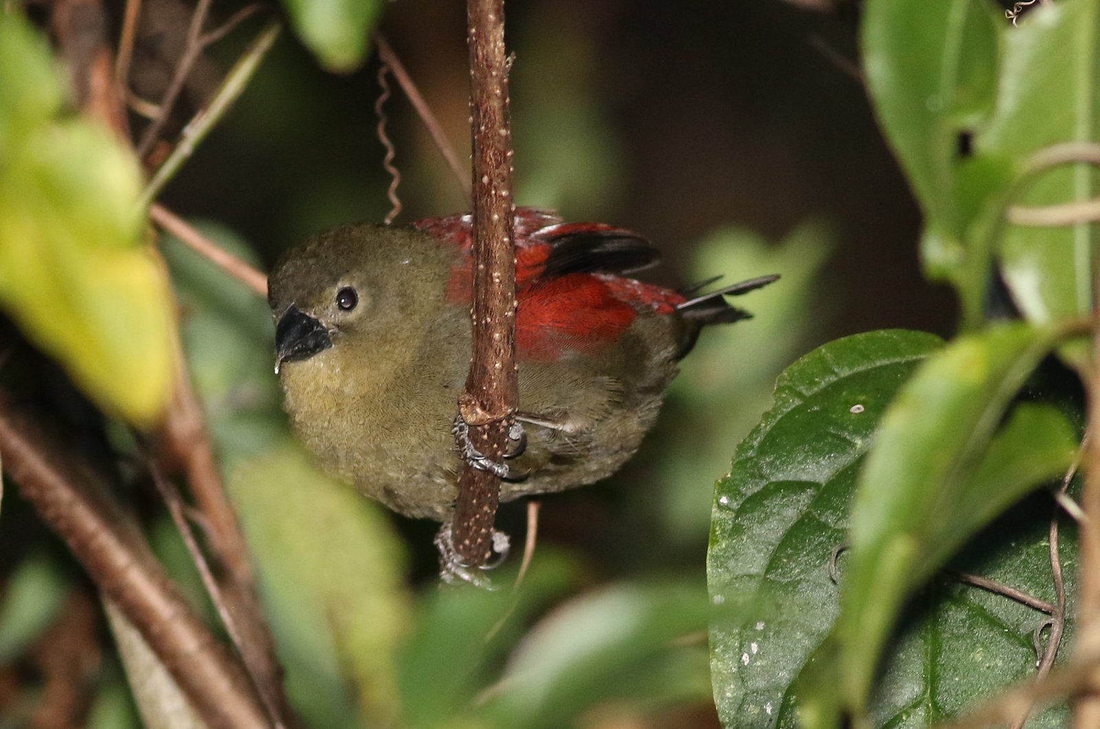 Red-Faced Crimsonwing (Cryptospiza reichenovii)