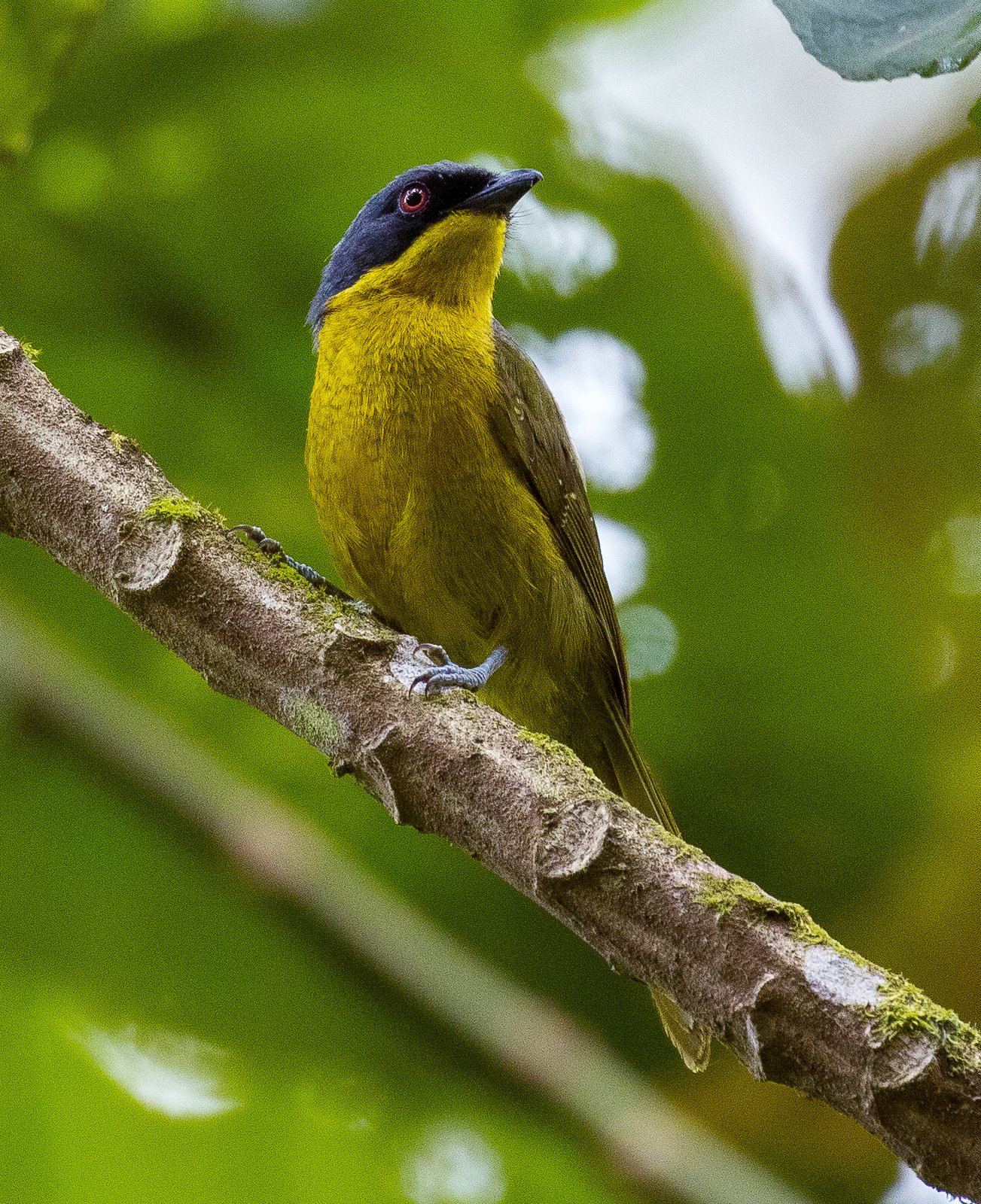Black-Fronted Bushshrike (Chlorophoneus nigrifrons)