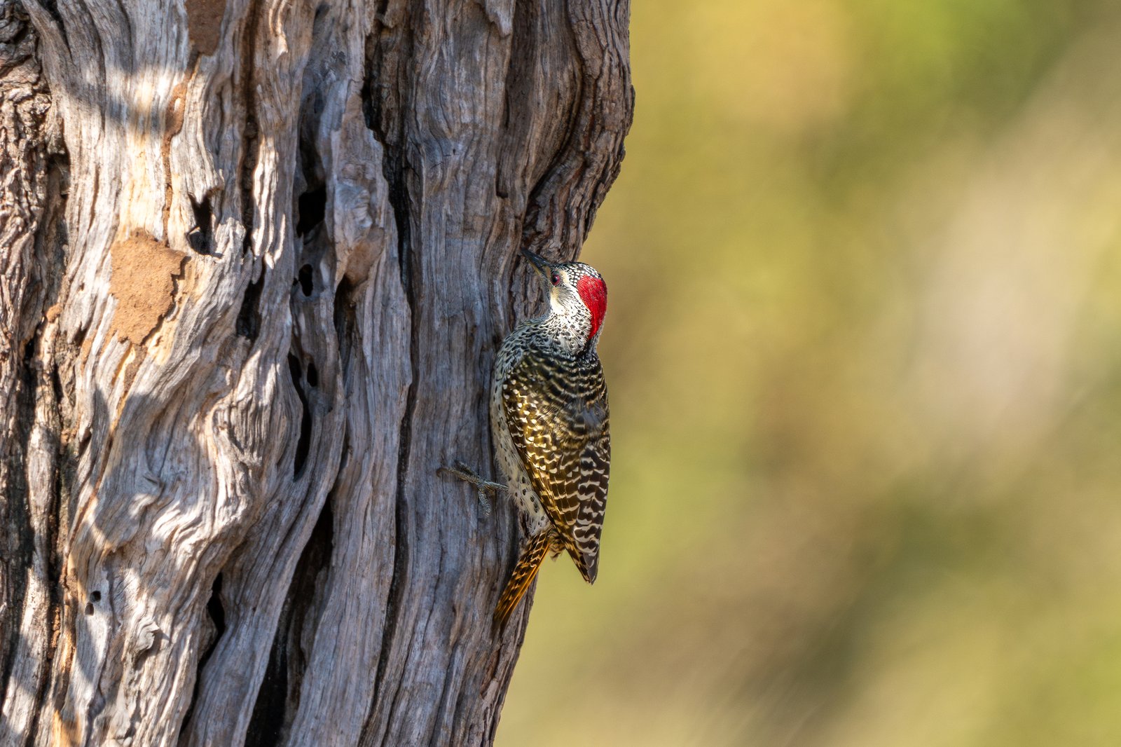 Speckle-Throated Woodpecker (Campethera scriptoricauda)