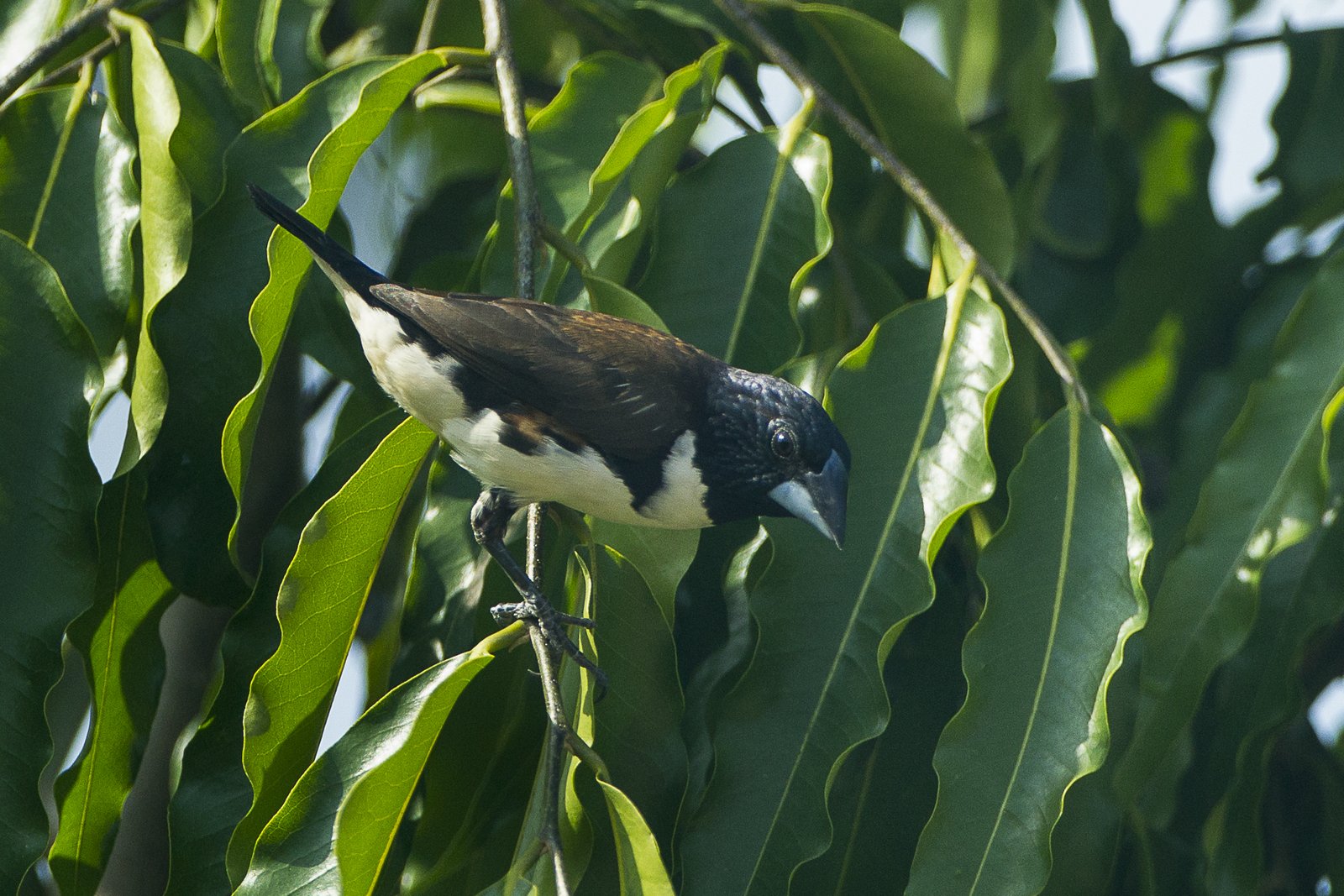 Magpie Mannikin (Spermestes fringilloides)
