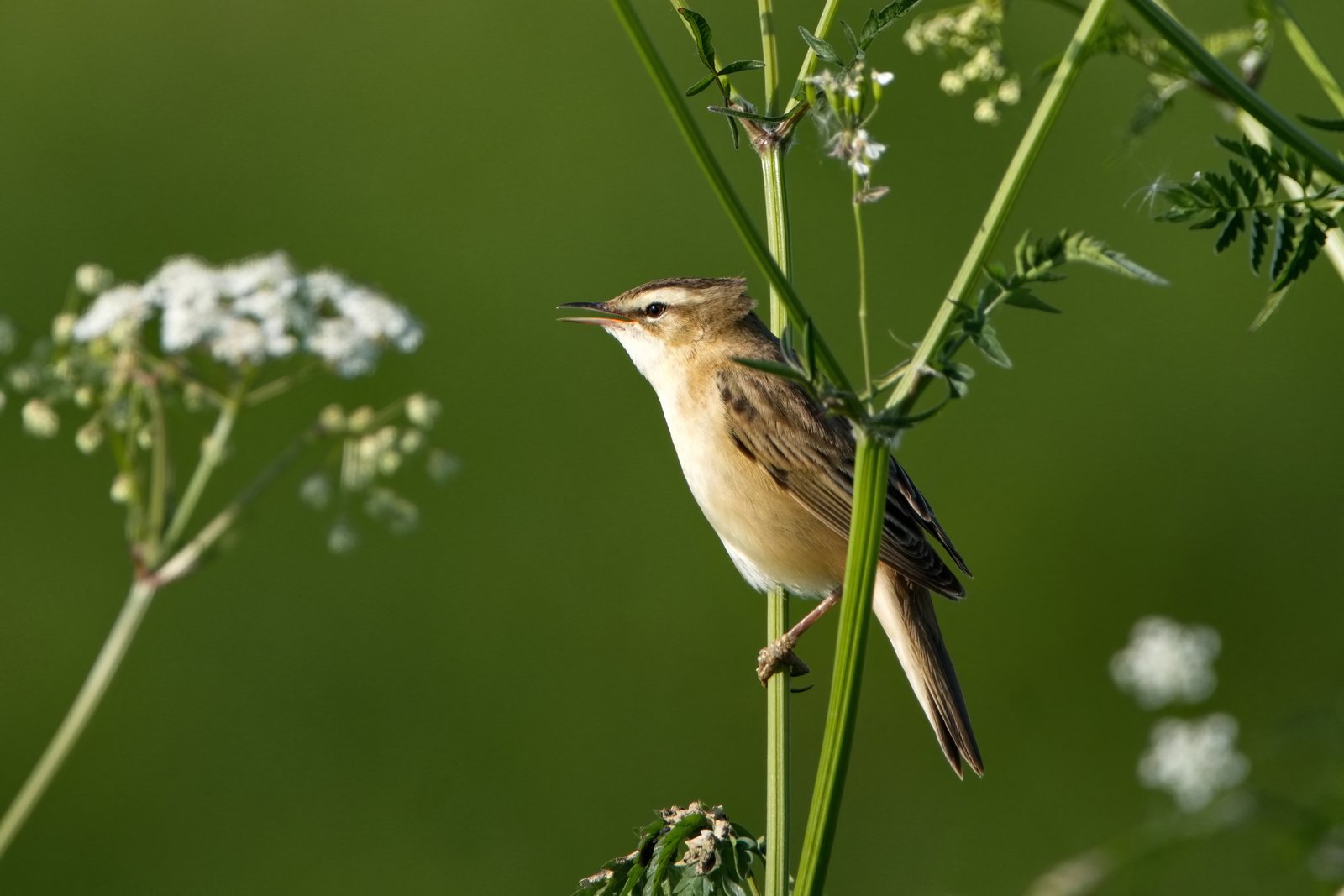 Sedge Warbler (Acrocephalus schoenobaenus)