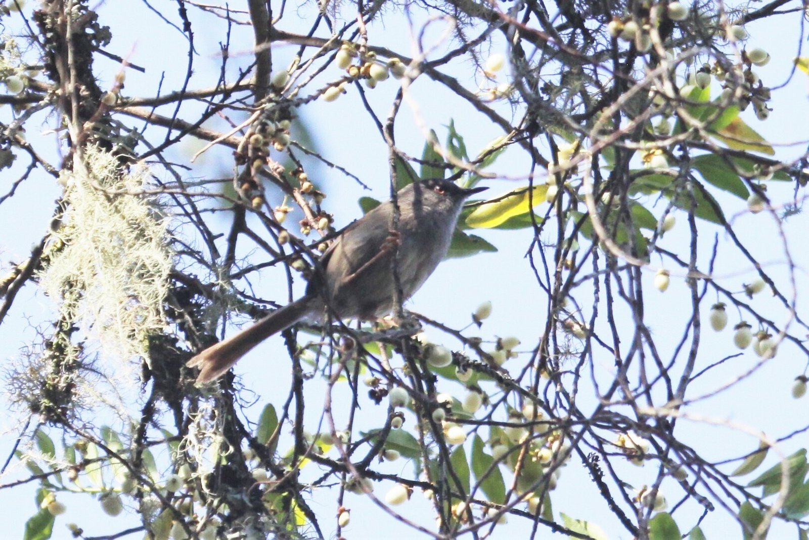 Roberts's Warbler (Oreophilais robertsi)