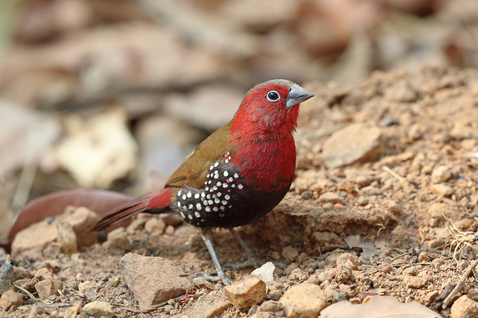 Red-Throated Twinspot (Hypargos niveoguttatus)