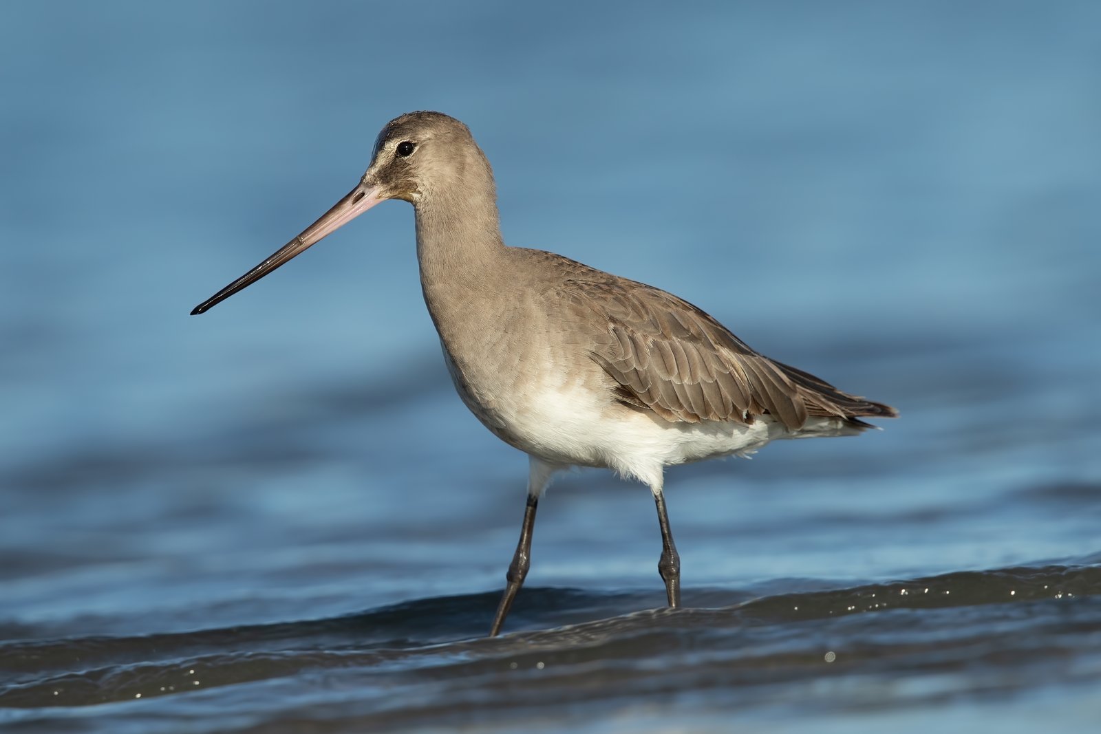 Hudsonian Godwit (Limosa haemastica)