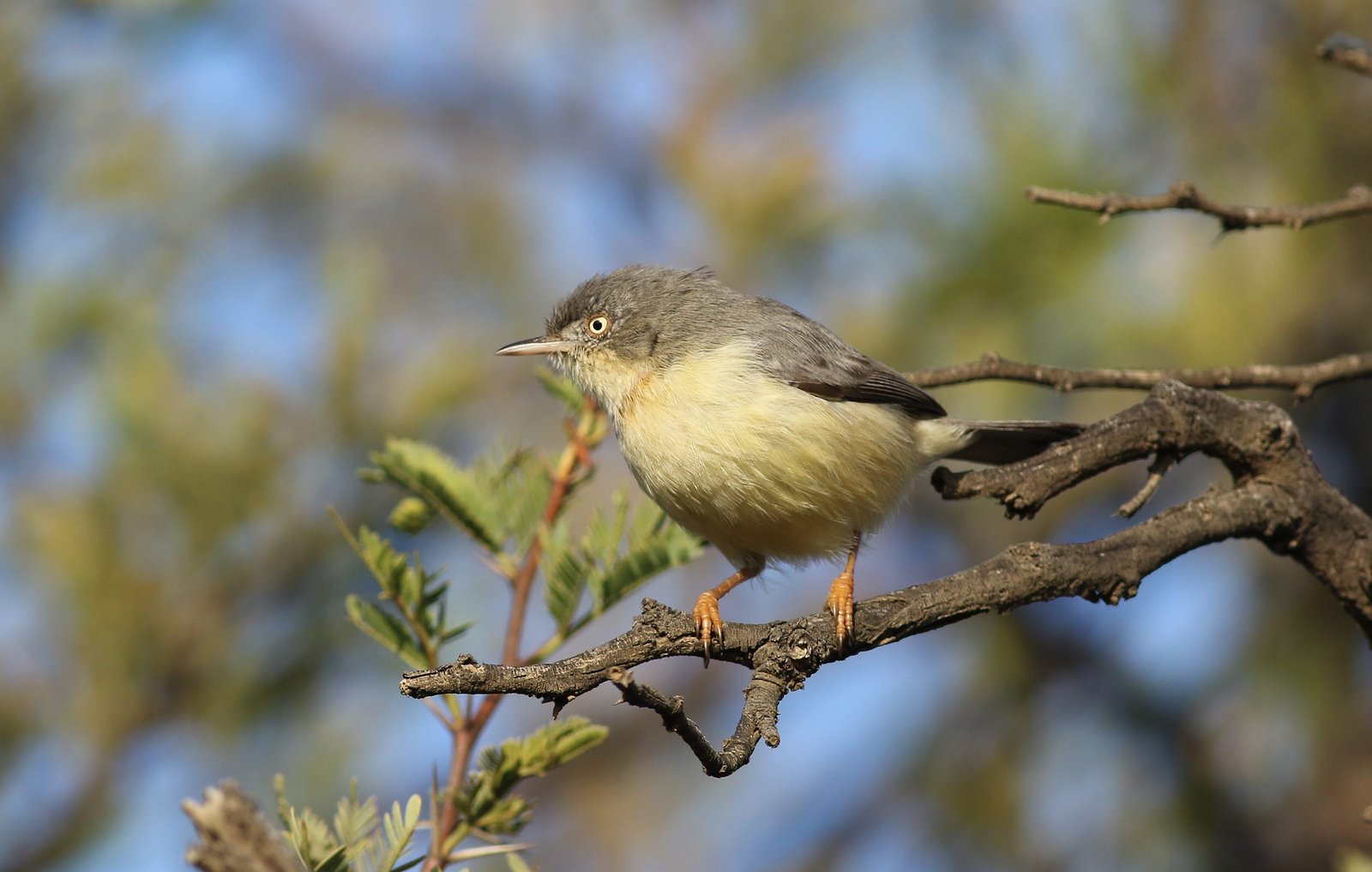 Burnt-Necked Eremomela (Eremomela usticollis)