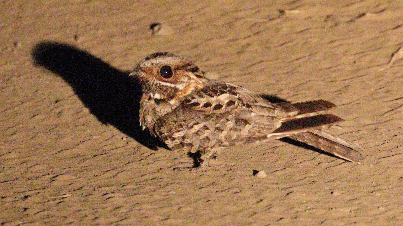 Fiery-Necked Nightjar (Caprimulgus pectoralis)