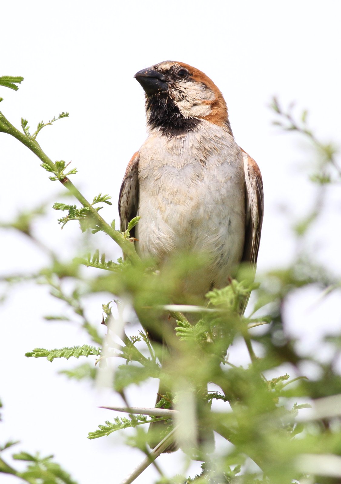 Great Sparrow (Passer motitensis)