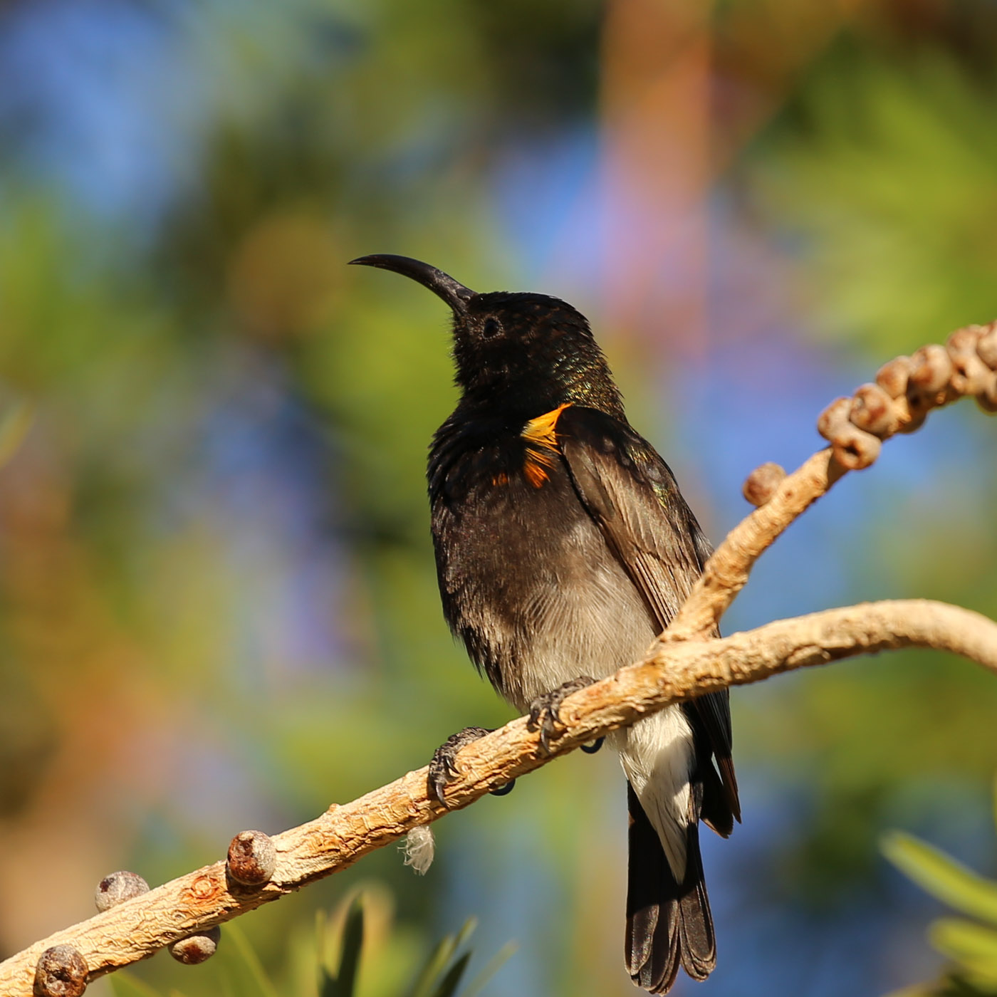 Dusky Sunbird (Cinnyris fuscus)