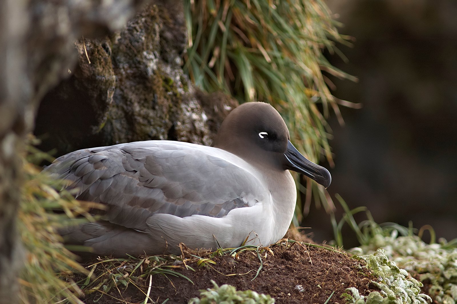 Light-Mantled Albatross (Phoebetria palpebrata)