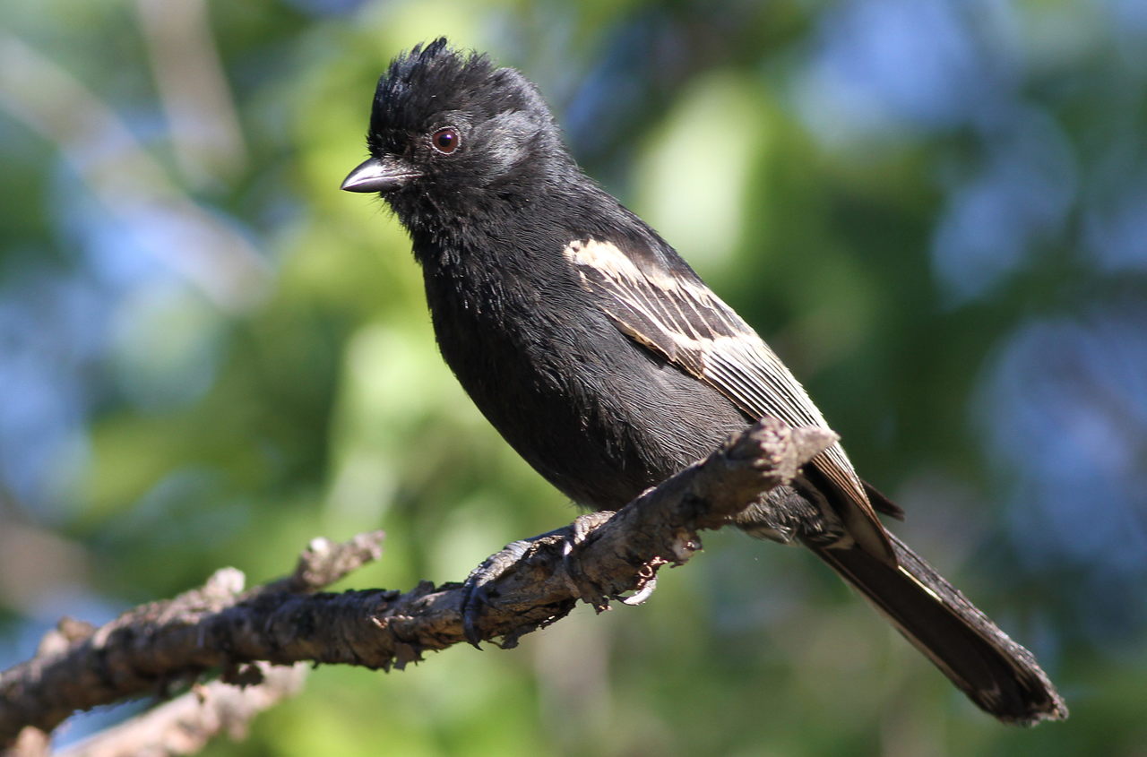 Southern Black Tit (Melaniparus niger)
