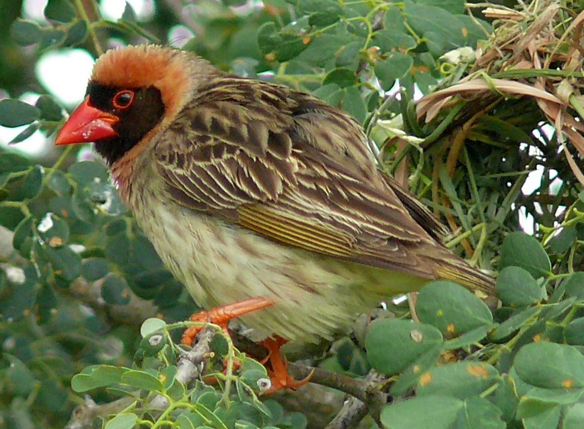 Red-Billed Quelea (Quelea quelea)