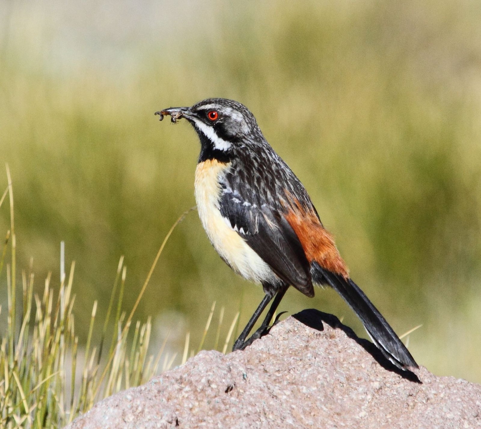 Drakensberg Rockjumper (Chaetops aurantius)