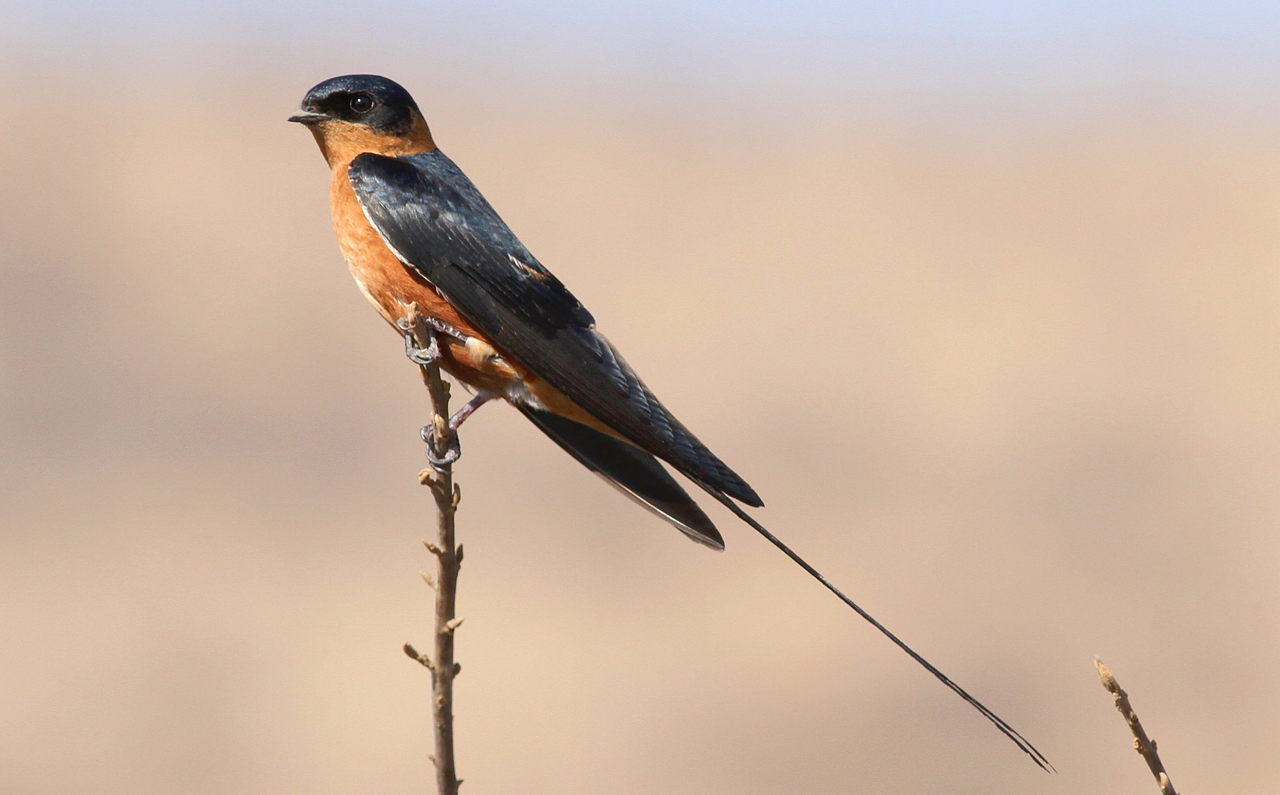 Red-Breasted Swallow (Cecropis semirufa)