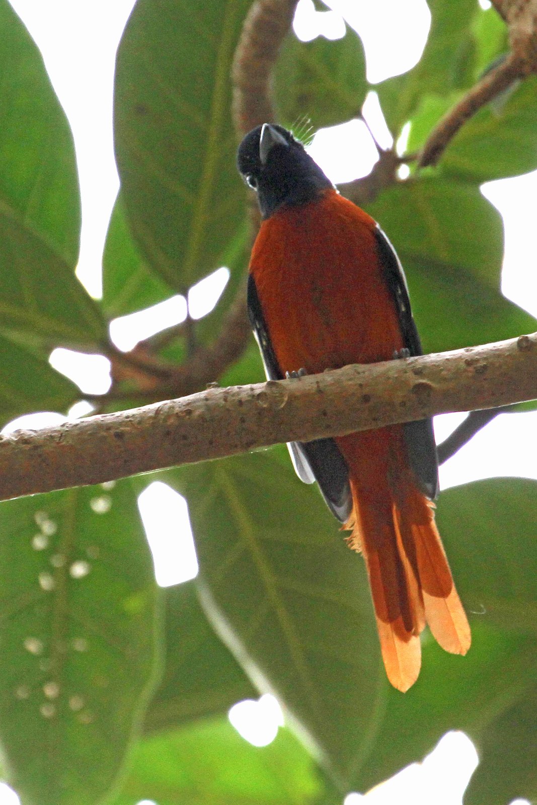 Red-Bellied Paradise Flycatcher (Terpsiphone rufiventer)