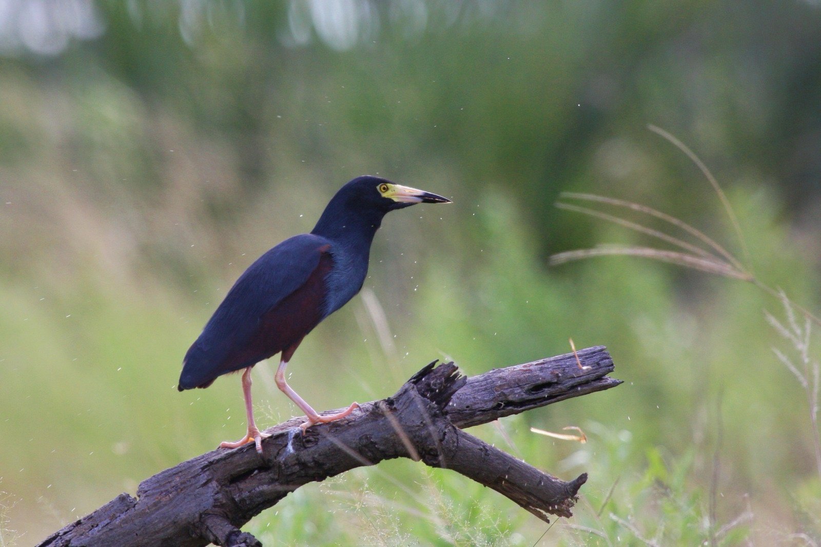 Rufous-Bellied Heron (Ardeola rufiventris)