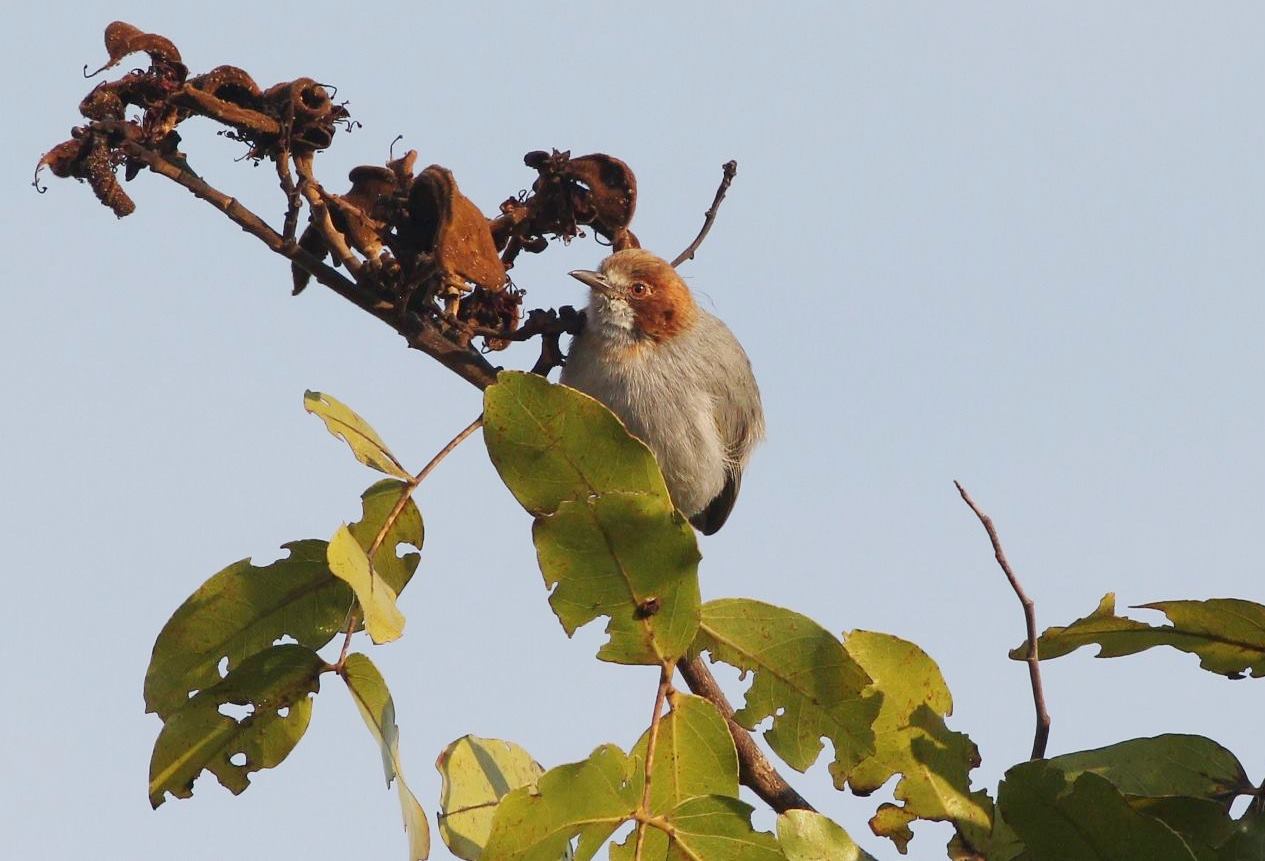 Red-Capped Crombec (Sylvietta ruficapilla)