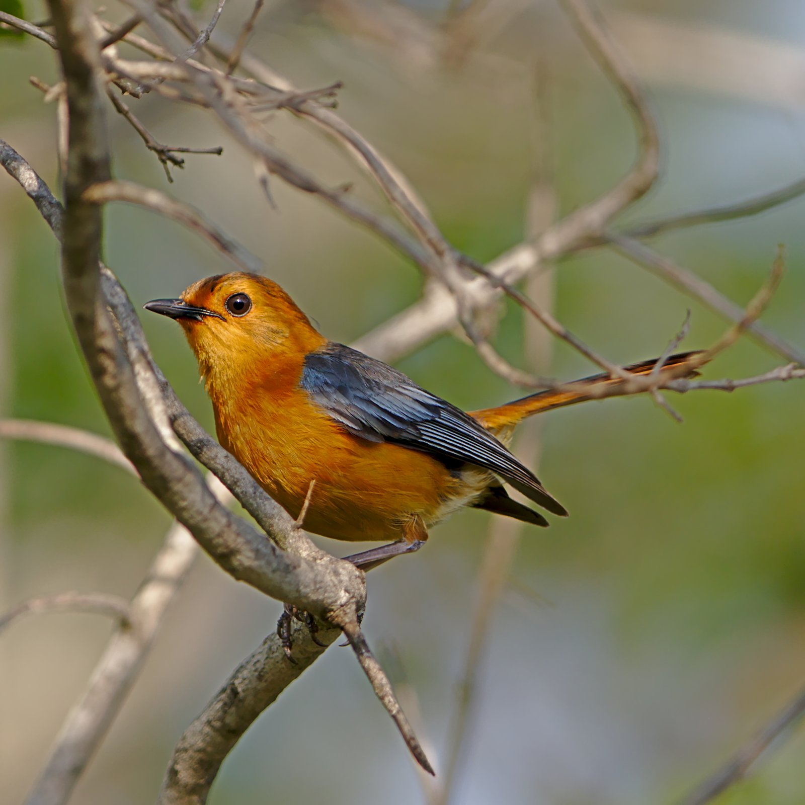 Red-Capped Robin-Chat (Cossypha natalensis)