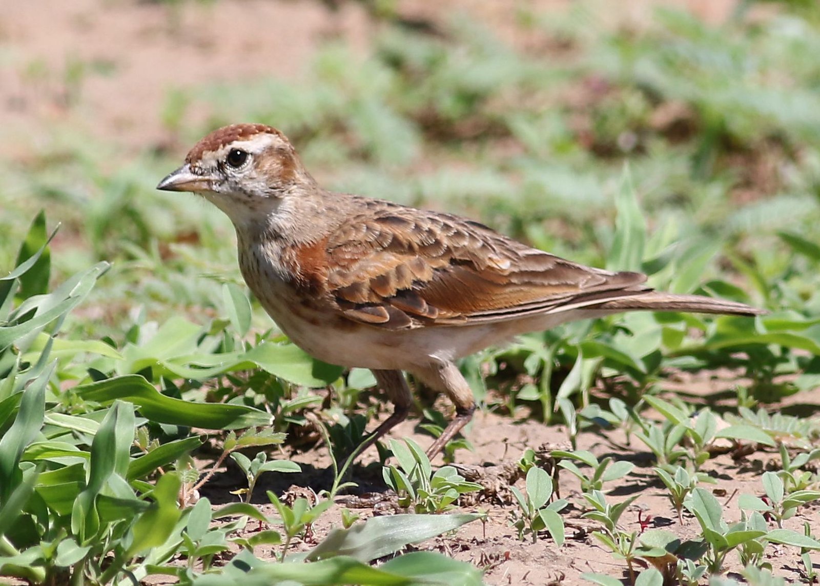 Red-Capped Lark (Calandrella cinerea)
