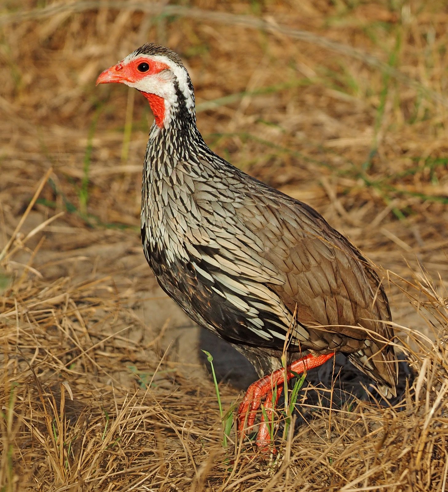 Red-Necked Spurfowl (Pternistis afer)