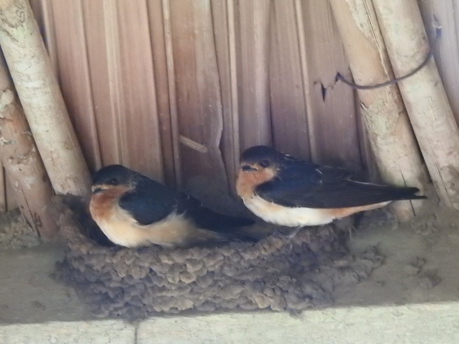 Red-Throated Cliff Swallow (Petrochelidon rufigula)