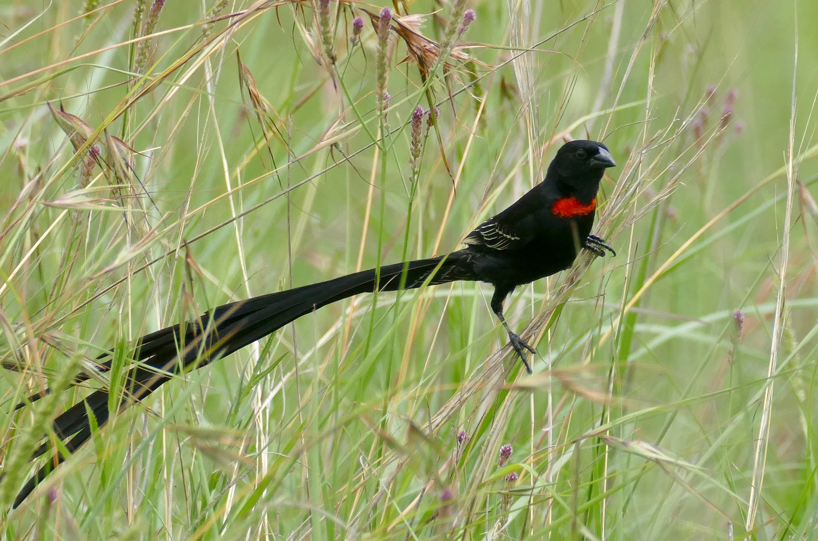 Red-Collared Widowbird (Euplectes ardens)