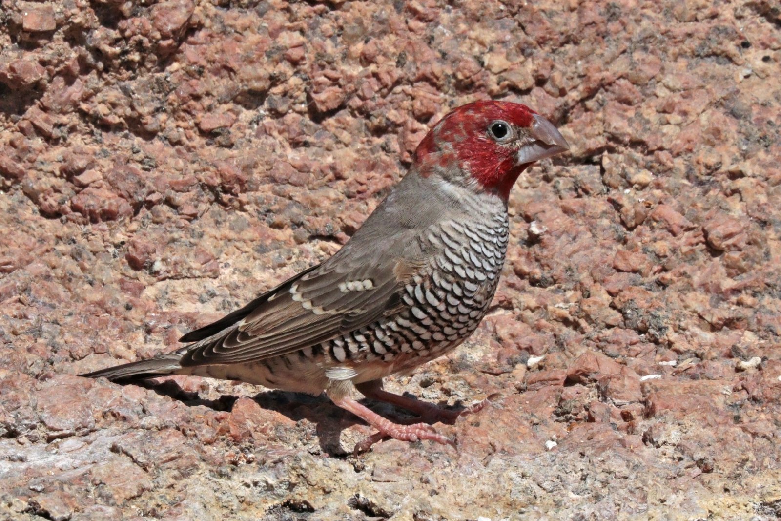 Red-Headed Finch (Amadina erythrocephala)