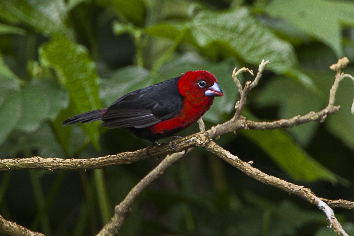 Red-Headed Bluebill (Spermophaga ruficapilla)